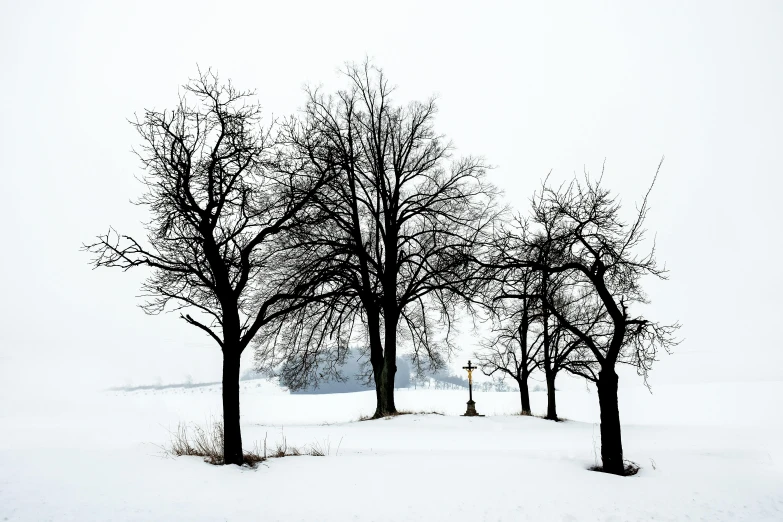 a group of trees that are standing in the snow, inspired by Franz Sedlacek, pexels contest winner, visual art, cemetery, white sky, brown