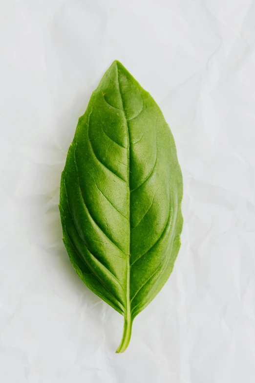 a green leaf on a white surface, very large basil leaves, sustainable materials, highly upvoted, multiple stories