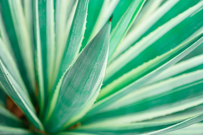 a close up of a plant with green leaves, trending on pexels, sleek spines, teal, serrated point, multicoloured