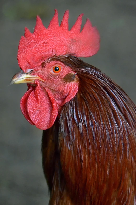 a close up of a rooster with a red comb, a portrait, shutterstock contest winner, brown, frontal pose, no cropping, malaysian