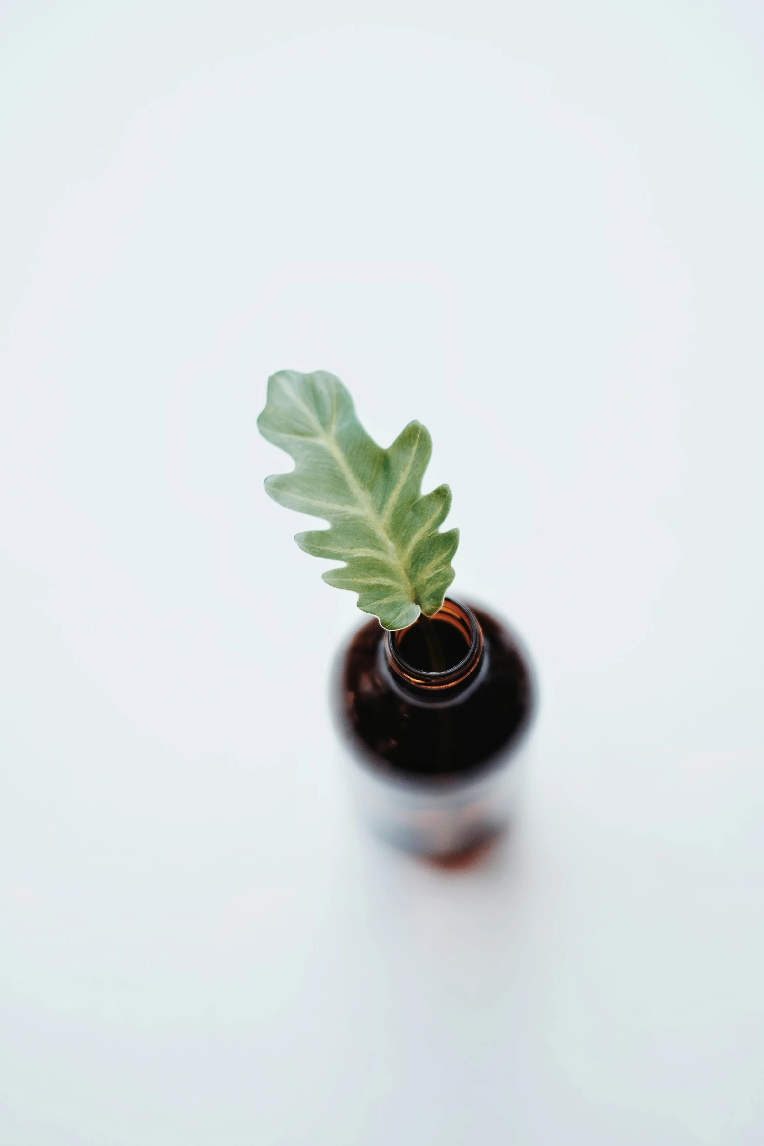 a close up of a small plant in a bottle, by Jessie Algie, trending on unsplash, postminimalism, curls on top, brown, low quality photo, playful composition