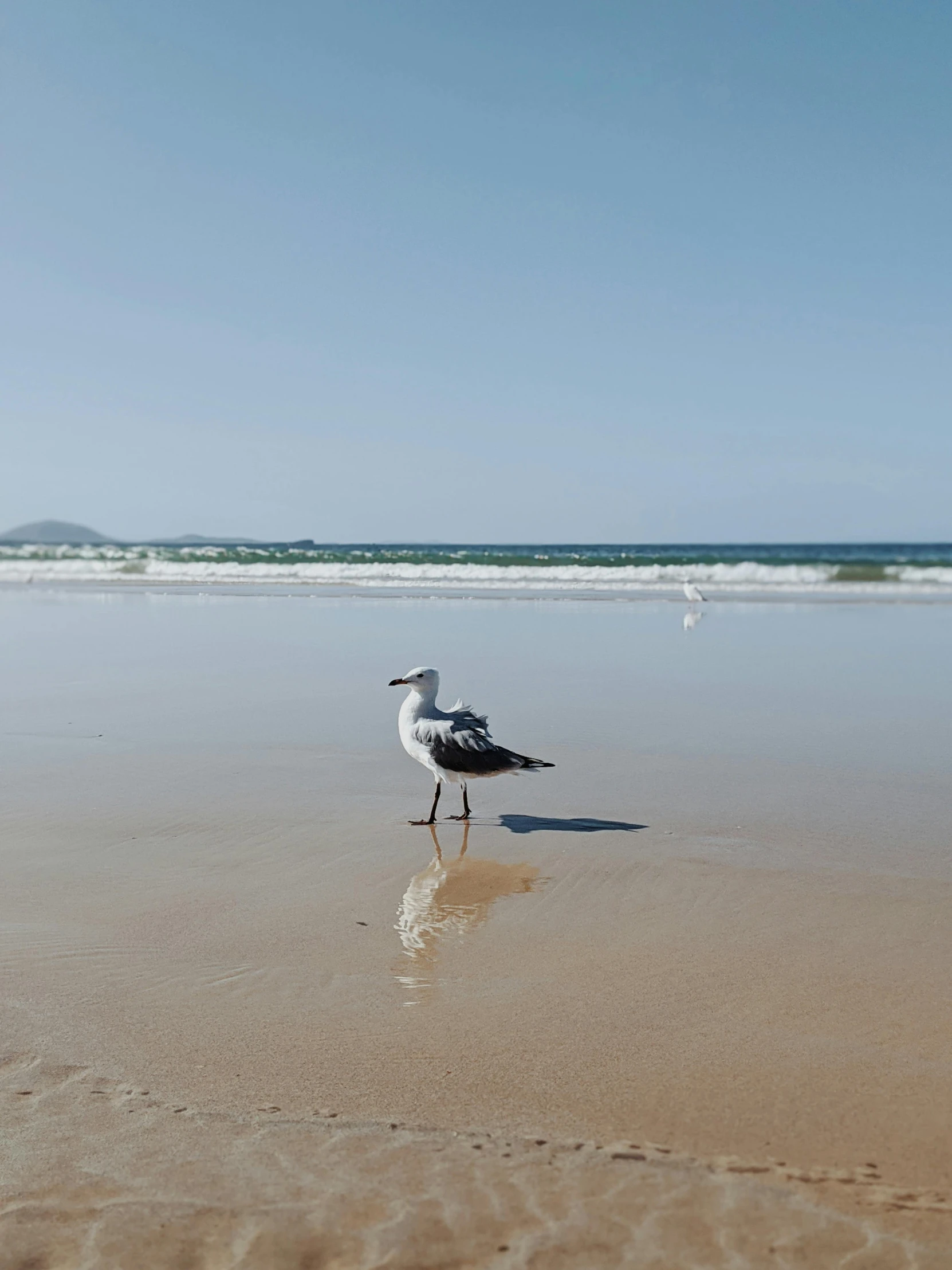 a bird standing on top of a sandy beach, standing next to water, the ocean, manly, profile image