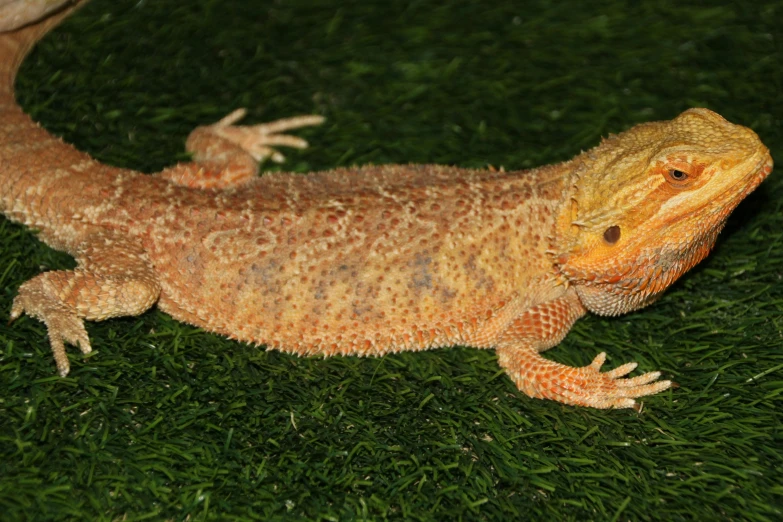 a close up of a lizard on some grass, orange fluffy belly, he is a long boi ”, a blond, dragon scales across hairline