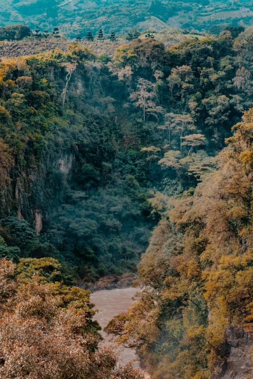 a train traveling through a lush green forest, an album cover, unsplash contest winner, sumatraism, river flow through borneo jungle, as seen from the canopy, vibrant but dreary gold, top of a canyon