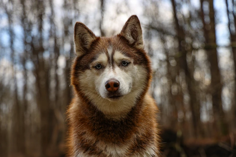 a close up of a dog in the woods, pexels contest winner, siberian husky, brown, an afghan male type, high-resolution photo