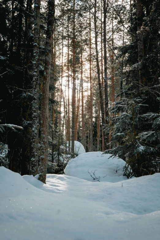 a man riding skis down a snow covered slope, inspired by Ivan Shishkin, unsplash contest winner, romanticism, nestled in a forest, evening sunlight, grey, ((forest))