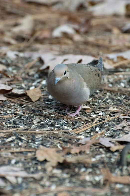 a bird that is sitting on the ground, happening, covered in leaves, with a white nose, dove, walking towards camera