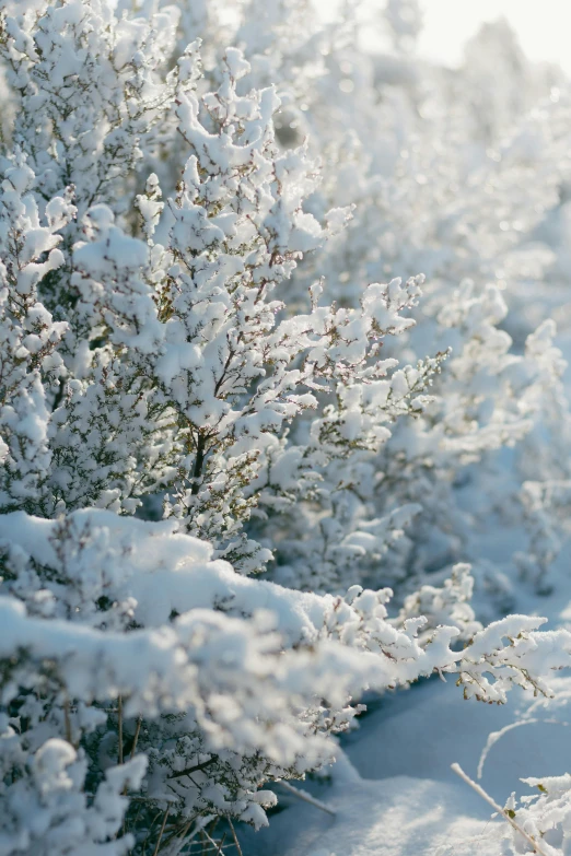 a man riding a snowboard down a snow covered slope, an album cover, inspired by Arthur Burdett Frost, trending on unsplash, romanticism, shrubs, willow plant, silver，ivory, detail shot