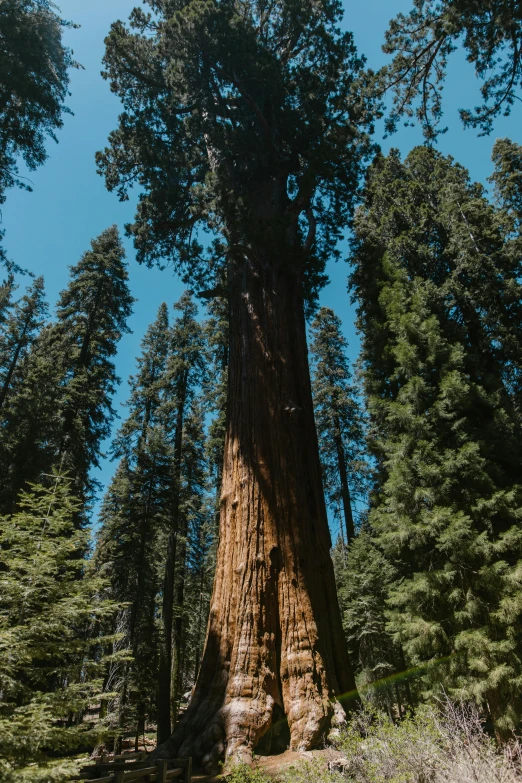 a large tree in the middle of a forest, a portrait, unsplash contest winner, giant sequoia, wide long view, nasa true color 8k image, highly upvoted