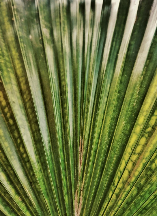 a close up view of a palm leaf, by Carey Morris, trending on unsplash, fan favorite, patterned, post processed, high quality photo