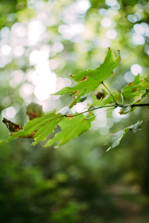 a close up of a leaf on a tree branch, by Jessie Algie, unsplash, hasselblad film bokeh, oak trees, a green, late summer evening