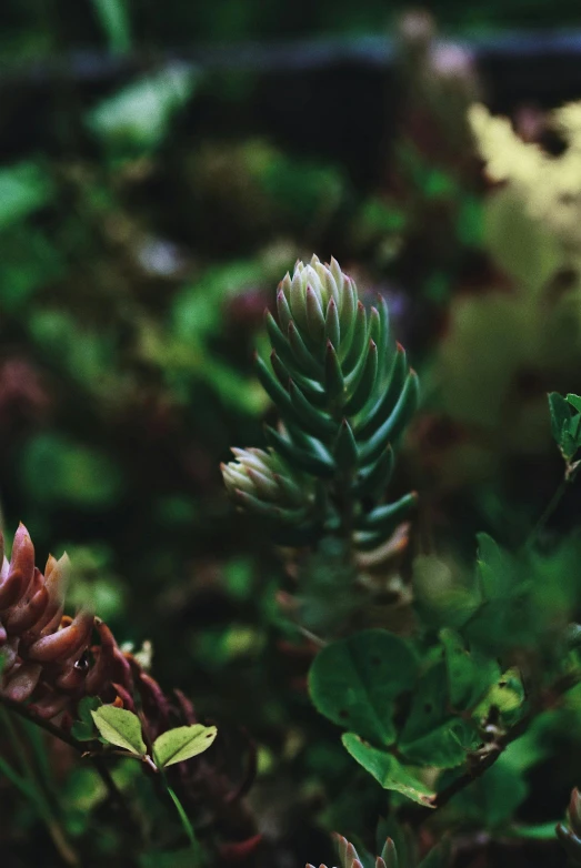 a close up of a plant with green leaves, unsplash, on a lush fertile alien planet, cloud forest, pinecone, moss and flowers