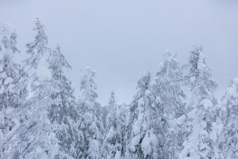 a man riding skis down a snow covered slope, a picture, by Eero Järnefelt, pexels contest winner, romanticism, forest. white trees, grey, snowstorm ::5, panorama