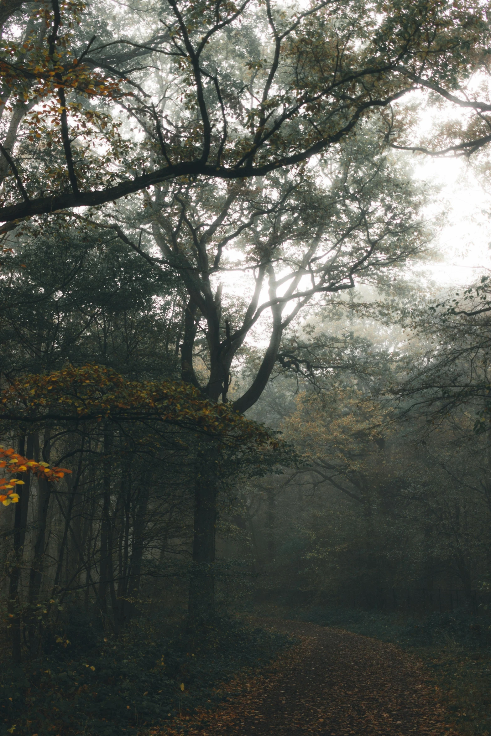 a forest filled with lots of trees and leaves, a picture, unsplash contest winner, tonalism, under a gray foggy sky, medium long shot, ((forest)), multiple stories