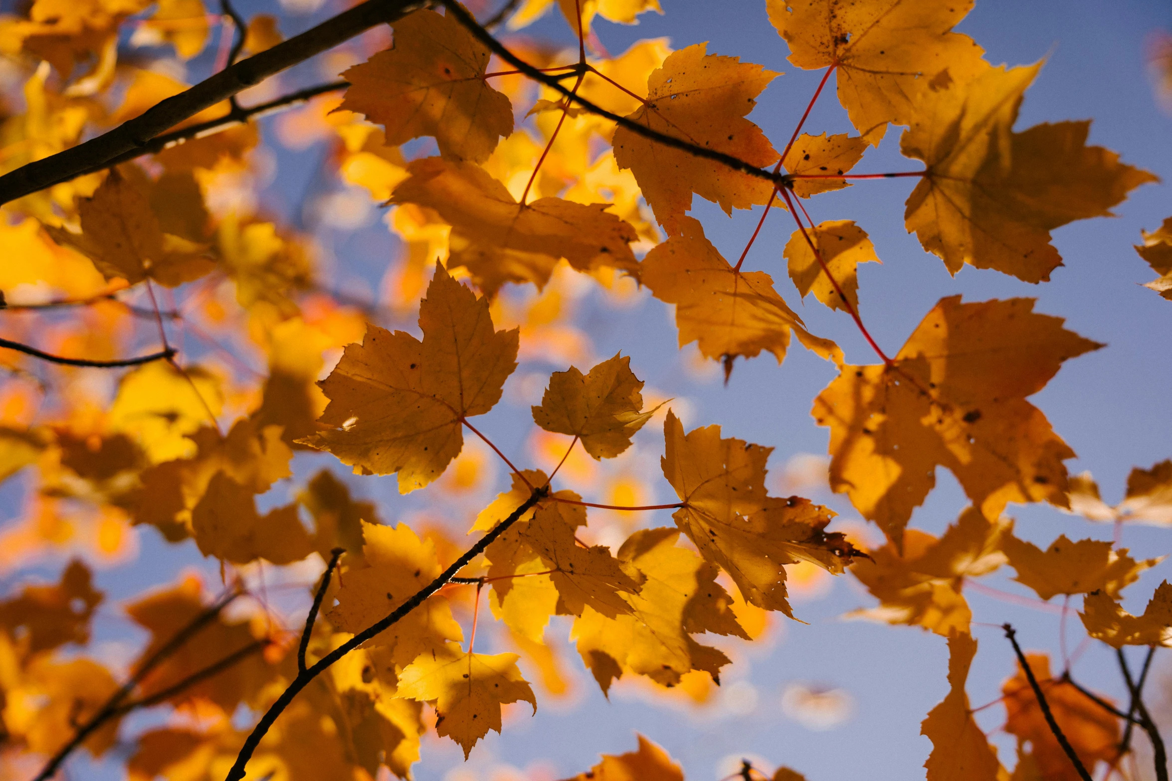 a bunch of yellow leaves hanging from a tree, unsplash, orange and blue sky, thumbnail, maple syrup, full frame image