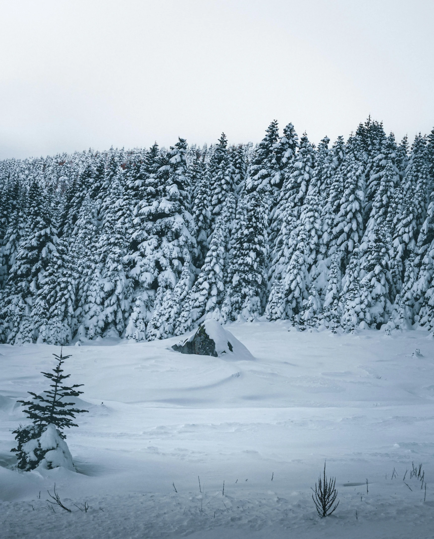 a man riding a snowboard down a snow covered slope, by Emma Andijewska, pexels contest winner, solitary cottage in the woods, sparse pine trees, forest setting in iceland, historical photo