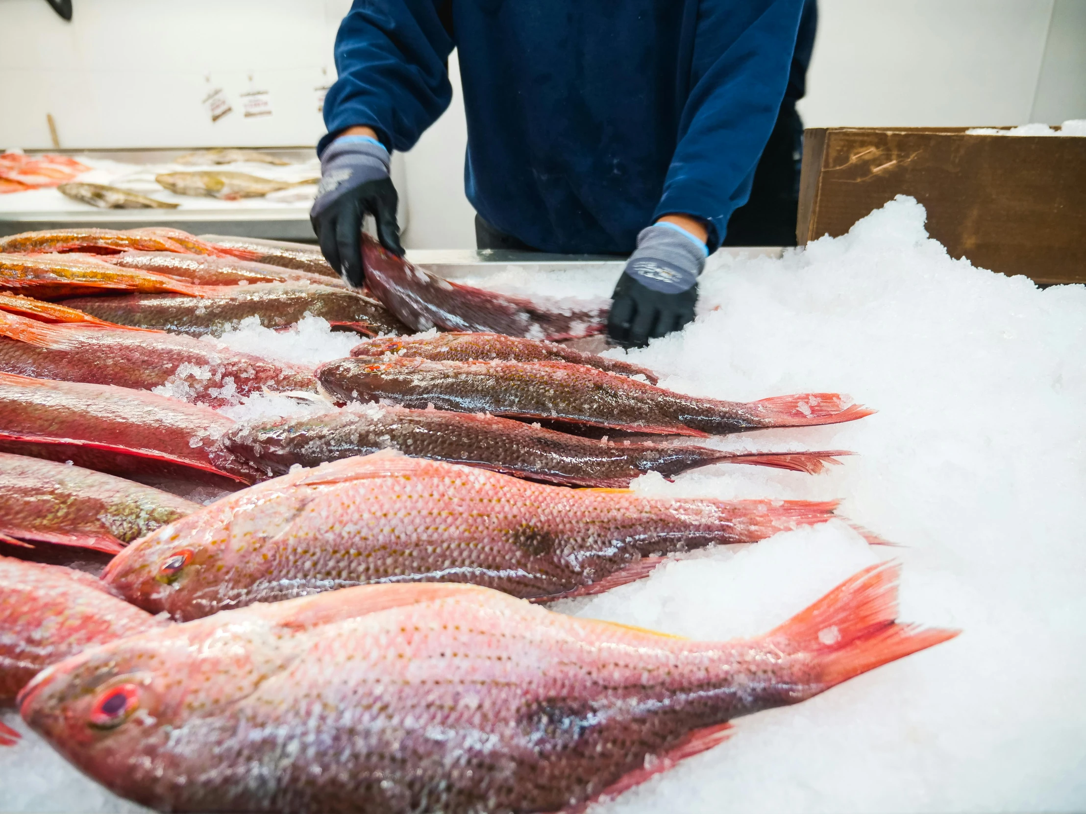 a group of fish sitting on top of a pile of ice, over the shoulder, lachlan bailey, fish market, reds