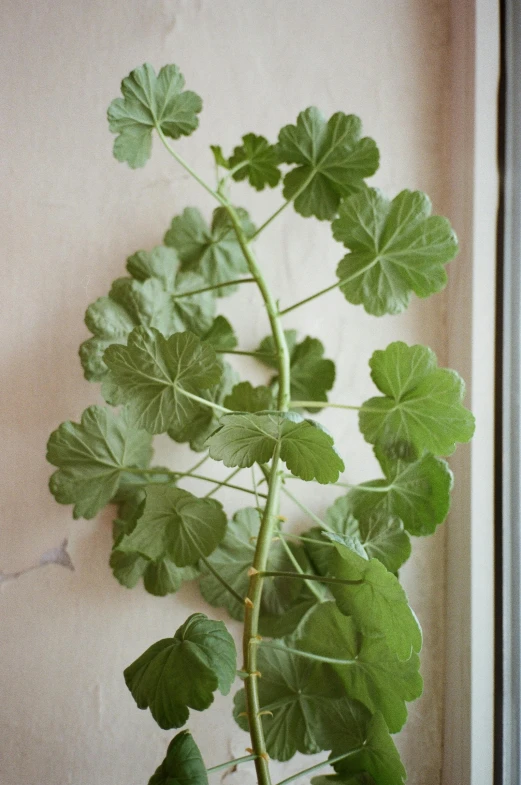 a close up of a plant on a window sill, by Yasushi Sugiyama, arabesque, cucumber, green wall, lulu chen, hay