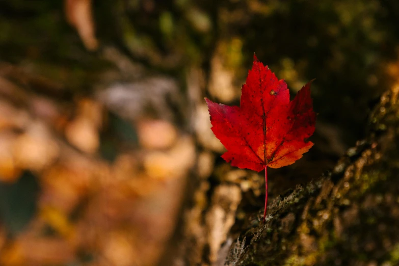 a red leaf sitting on top of a tree trunk, pexels contest winner, fan favorite, taken with canon 5d mk4, boreal forest, instagram post