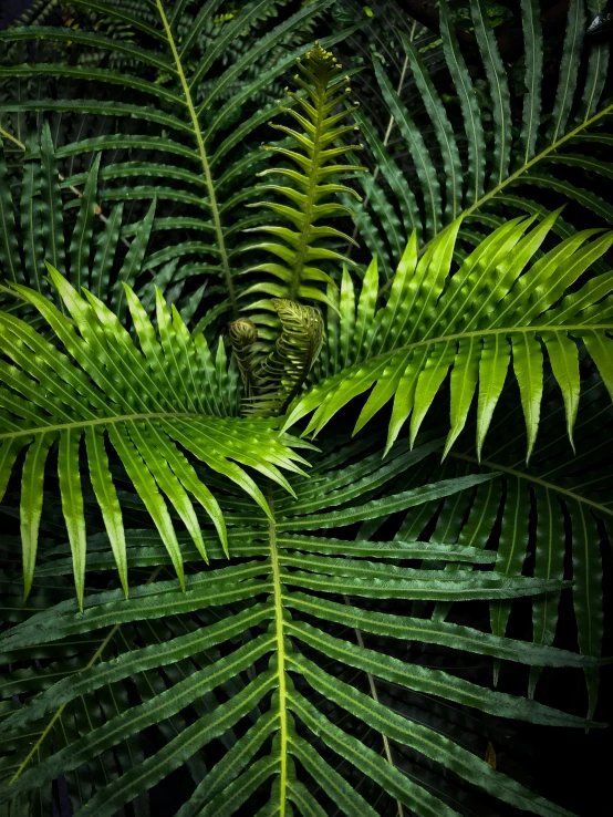 a close up of a plant with green leaves, a palm tree, profile image, fern, dark and intricate photograph