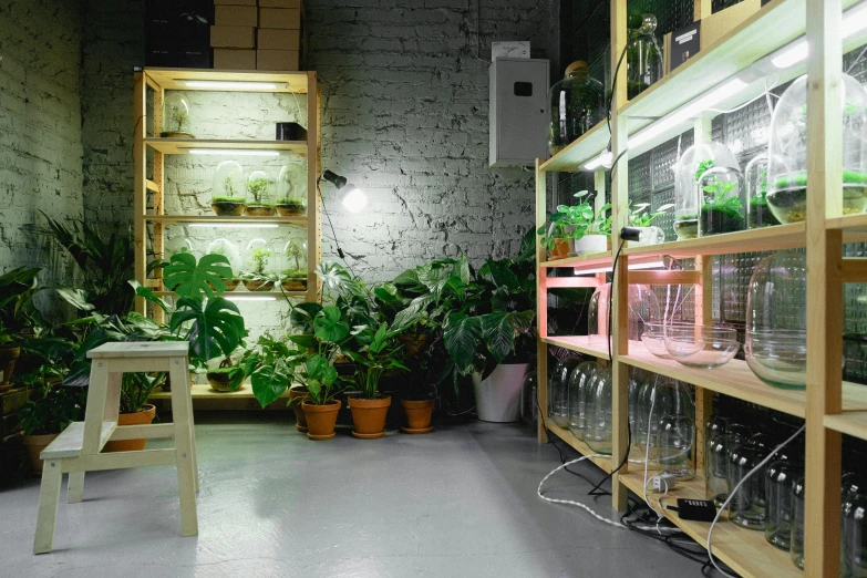 a room filled with lots of different types of plants, light and space, neo kyiv, back room, overview, low-light