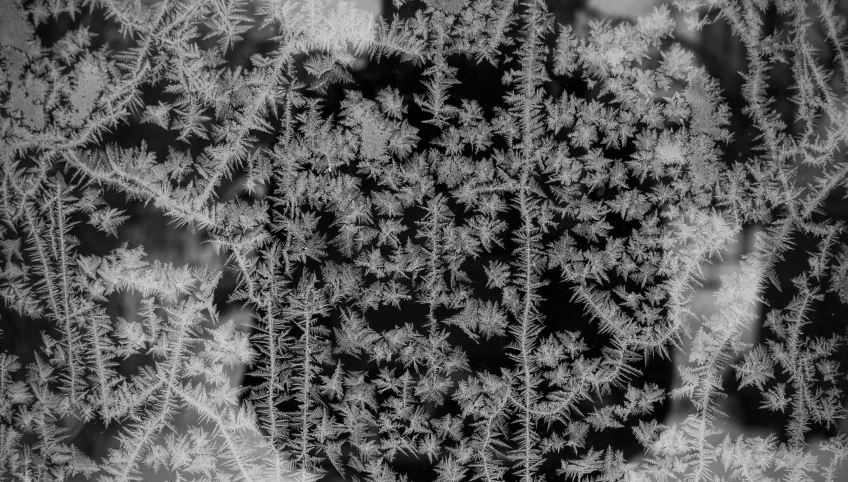 a black and white photo of a cactus plant, a microscopic photo, inspired by Arthur Burdett Frost, pexels, conceptual art, snow forest, fractal glass, top down view, frosted glass