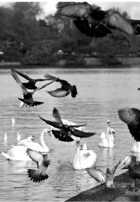 a flock of birds flying over a body of water, a black and white photo, by Sudip Roy, picture taken in zoo, swan, ::