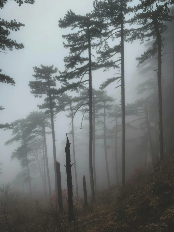 a forest filled with lots of tall trees, unsplash contest winner, romanticism, ((mist)), 'silent hill ', grey, scary pines