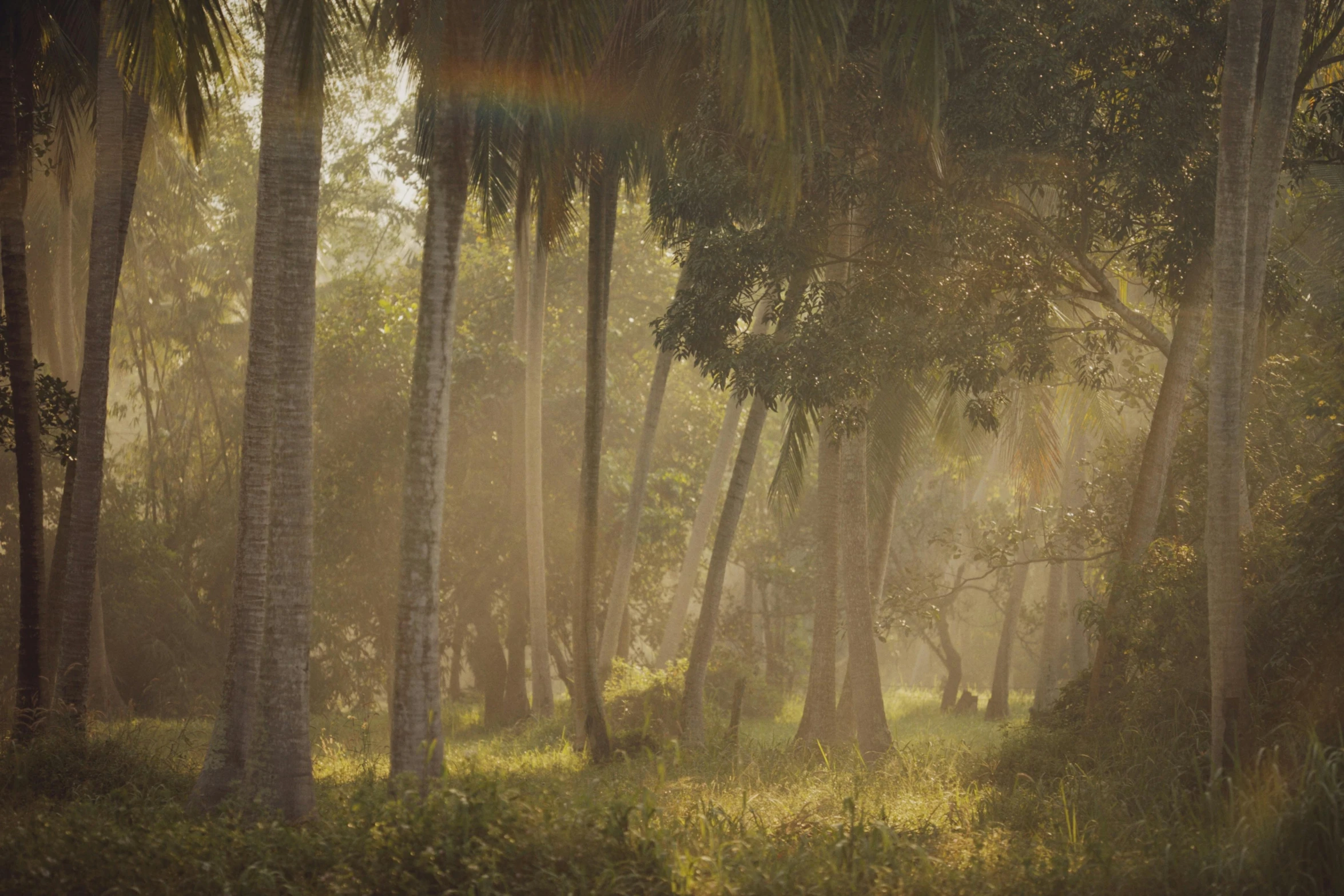 a herd of elephants walking through a lush green forest, a matte painting, unsplash contest winner, australian tonalism, coconut palms, hazy light rays, bangladesh, ethereal rainbows