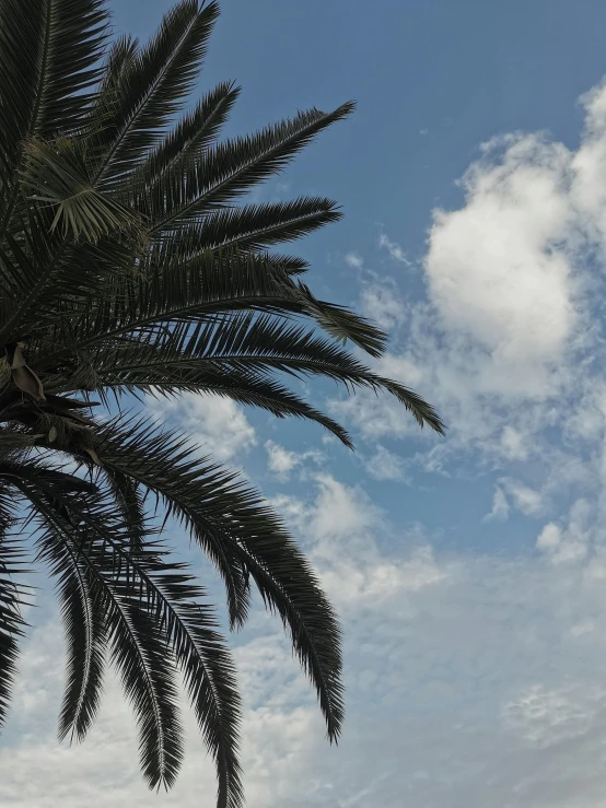 a palm tree in front of a body of water, an album cover, unsplash, hurufiyya, tall fluffy clouds, # nofilter, with branches! reaching the sky, today\'s featured photograph 4k