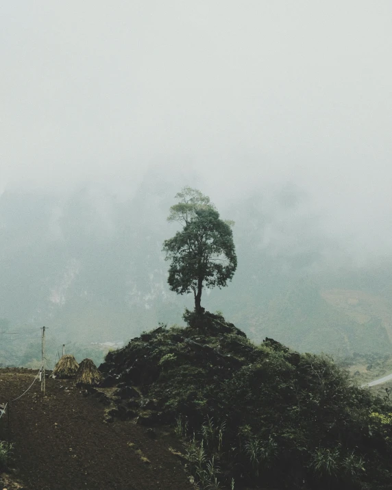 a lone tree sitting on top of a hill, unsplash contest winner, sumatraism, under a gray foggy sky, above a village, andes mountain forest, person made of tree