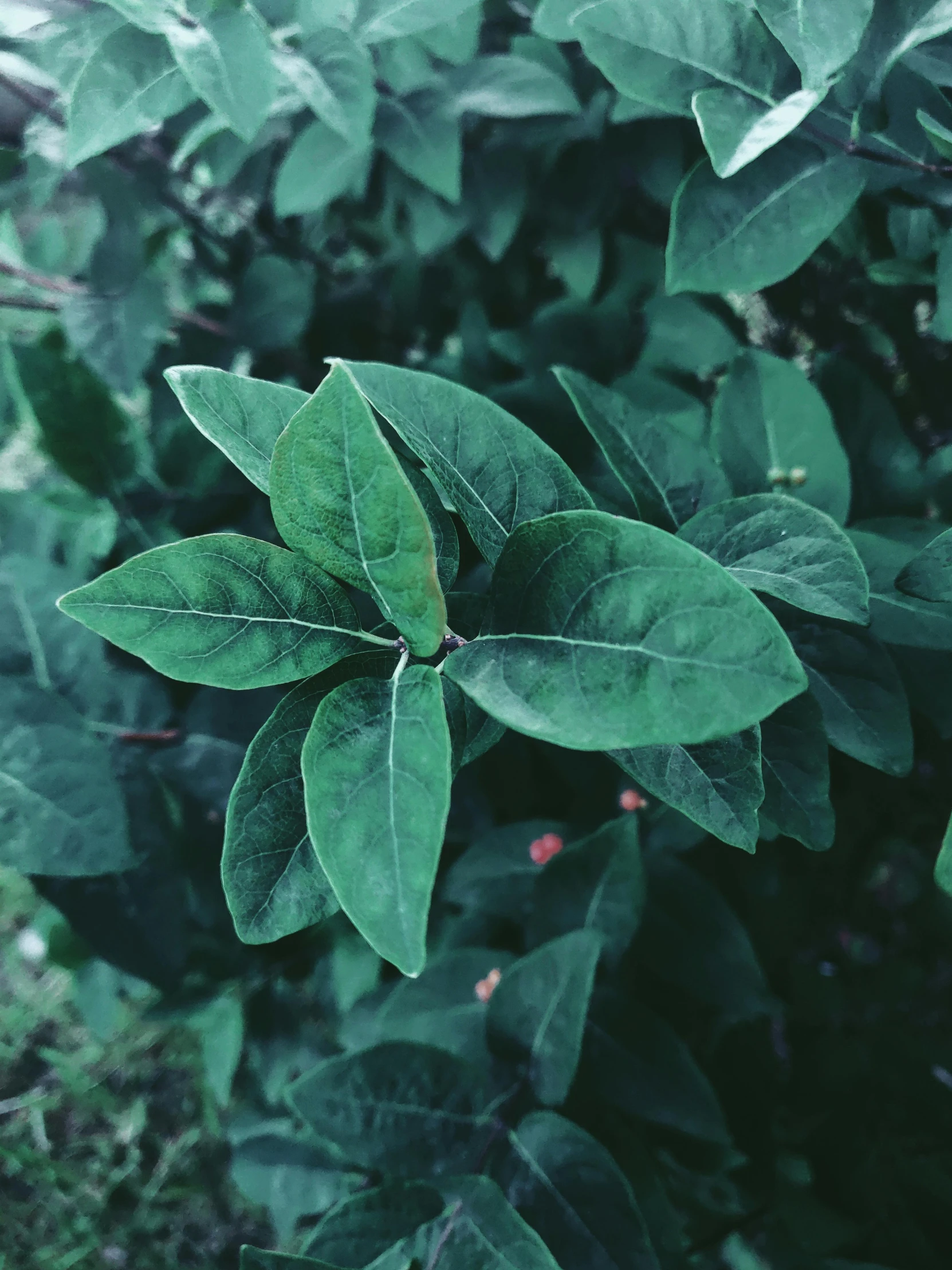 a close up of a plant with green leaves, an album cover, inspired by Elsa Bleda, trending on pexels, renaissance, honeysuckle, salvia, trending on vsco, bushes of blueberry