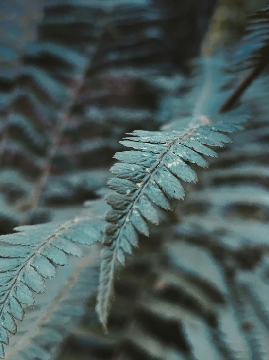 a close up of a plant with green leaves, a macro photograph, inspired by Elsa Bleda, trending on pexels, baroque, ((greenish blue tones)), dried fern, vhs colour photography, black fir