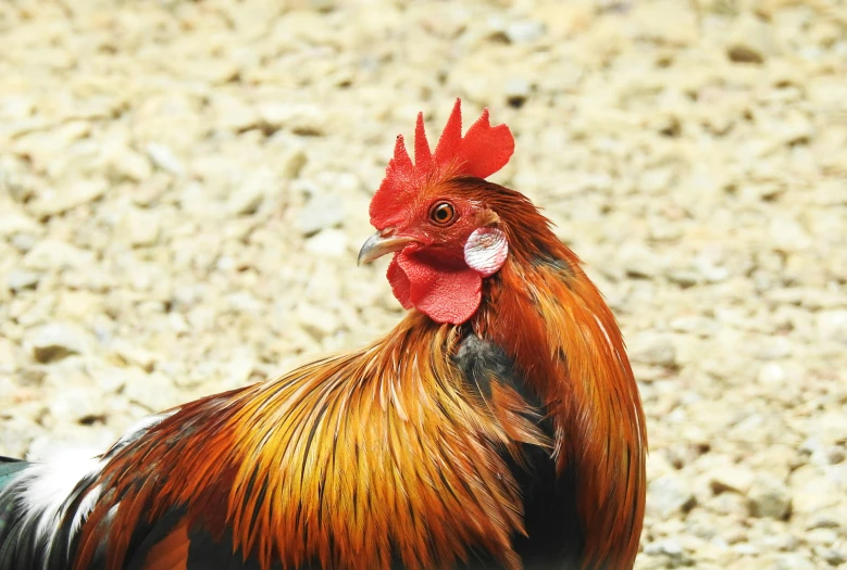 a close up of a rooster on a dirt ground, pexels contest winner, renaissance, 🦩🪐🐞👩🏻🦳, an afghan male type, a handsome, long chin