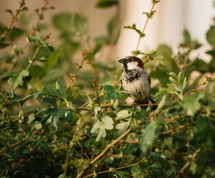 a small bird sitting on top of a tree branch, a portrait, trending on pexels, overgrown lush plants, in a garden of a house, sparrows, portra 8 0 0 ”