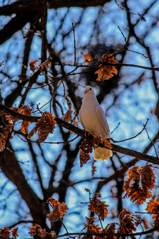 a white bird sitting on top of a tree branch, in the autumn, central park, majestic big dove wings, color ( sony a 7 r iv