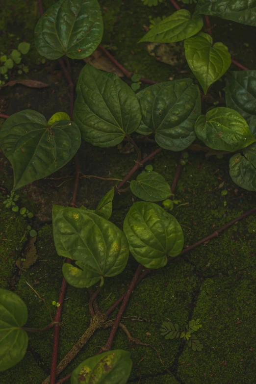 a close up of a plant with green leaves, an album cover, inspired by Elsa Bleda, trending on unsplash, renaissance, poison ivy, mossy ground, colombian jungle, high textured