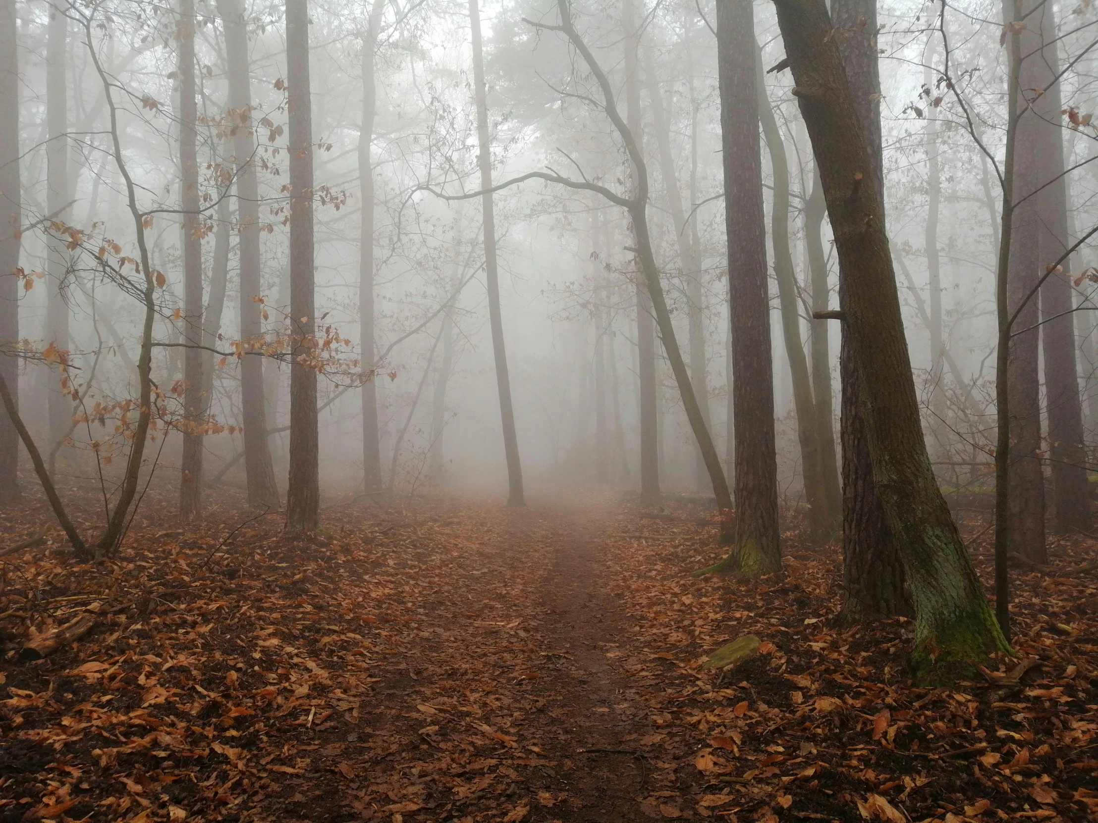 a foggy forest filled with lots of trees and leaves, paths, brown mist, misty ground, foggy room