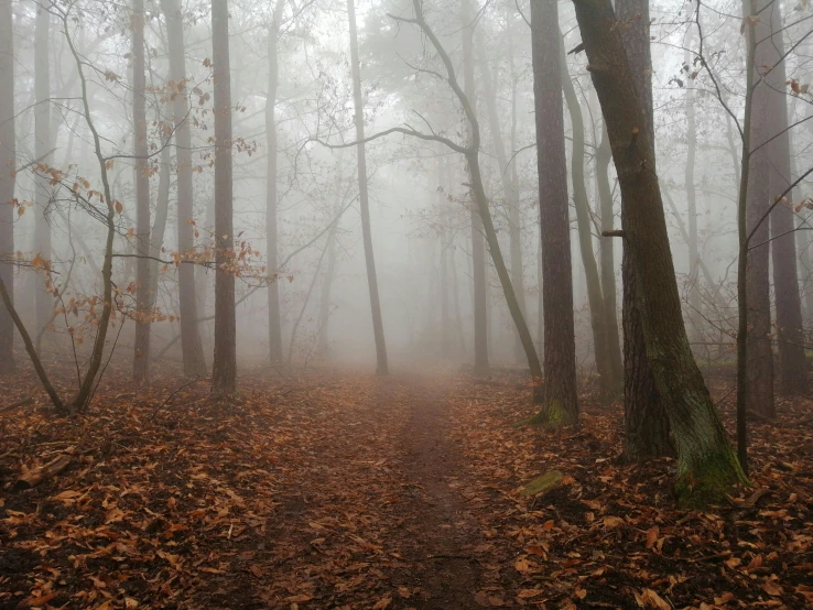 a foggy forest filled with lots of trees and leaves, paths, brown mist, misty ground, foggy room