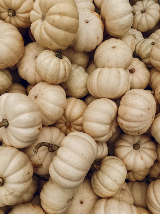 a pile of white pumpkins sitting on top of each other, unsplash, slide show, low quality photo, ignant, thumbnail