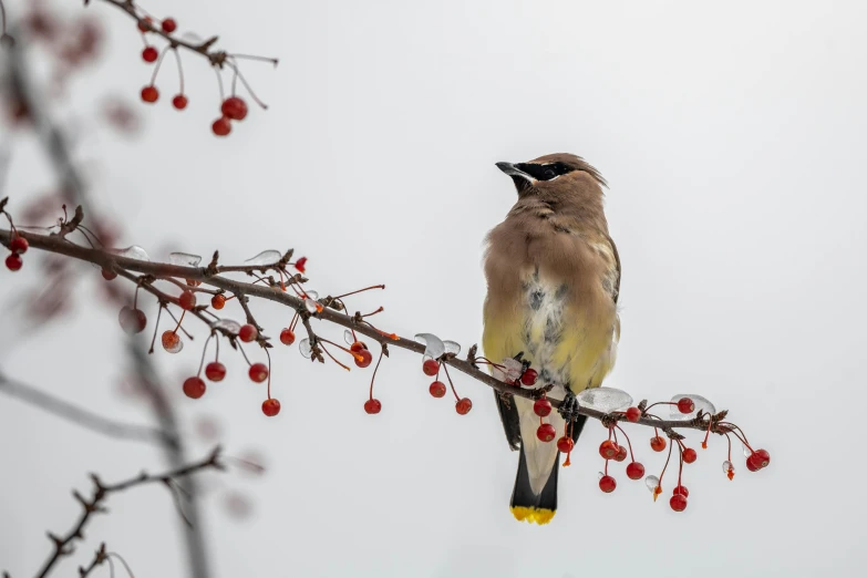 a bird sitting on top of a tree branch, trending on pexels, bauhaus, berries, avatar image, foggy weather, museum quality photo