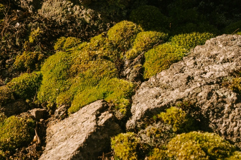 a pile of moss sitting on top of a pile of rocks, inspired by Elsa Bleda, unsplash, high angle, afternoon sun, low quality photo, video