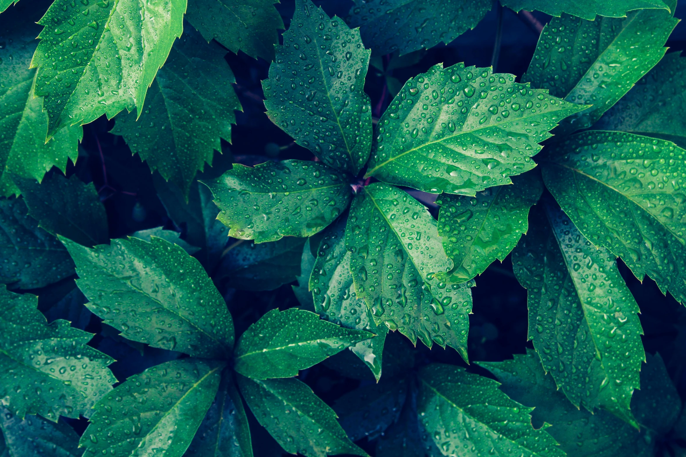 a close up of a bunch of green leaves, an album cover, inspired by Elsa Bleda, unsplash, dense rain, highly detailed hd, thumbnail, high quality screenshot