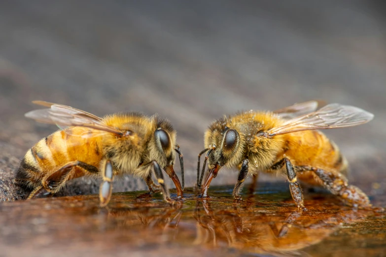 two bees drinking from a puddle of water, a macro photograph, by Lee Loughridge, pexels contest winner, hyperrealism, a wooden, brown, environmental, thumbnail