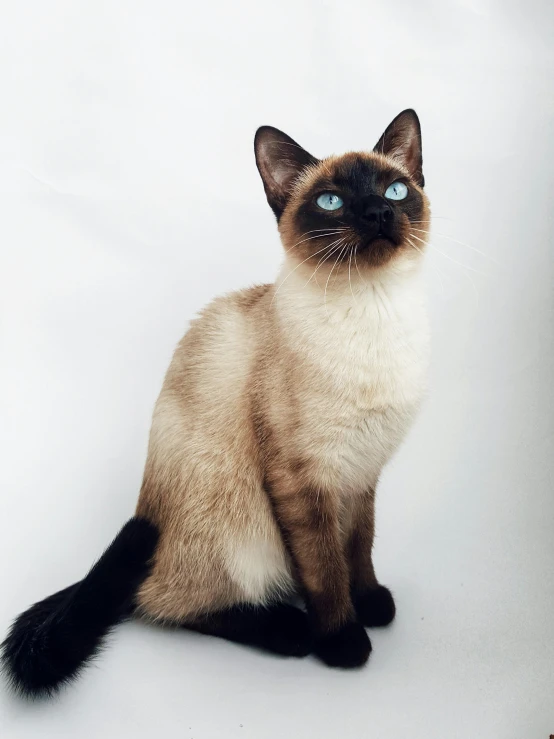 a siamese cat sitting on a white background, by Julia Pishtar, trending on unsplash, brown:-2, blue tinted, regal pose, black on white