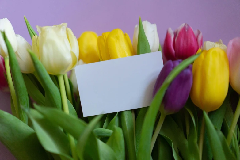 a bunch of tulips with a card in the middle, by Dan Content, pexels contest winner, yellow and purple tones, 15081959 21121991 01012000 4k, multicolored, white