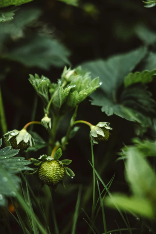 a close up of a strawberry plant with green leaves, by Elsa Bleda, old color photograph, slide show, ap, a small