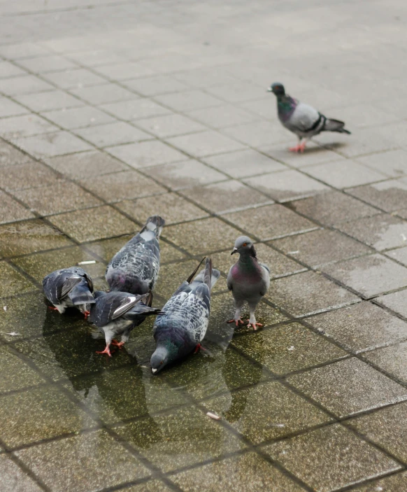 a group of pigeons standing next to each other on a sidewalk, by Jan Tengnagel, pexels contest winner, happening, water on the floor, 15081959 21121991 01012000 4k