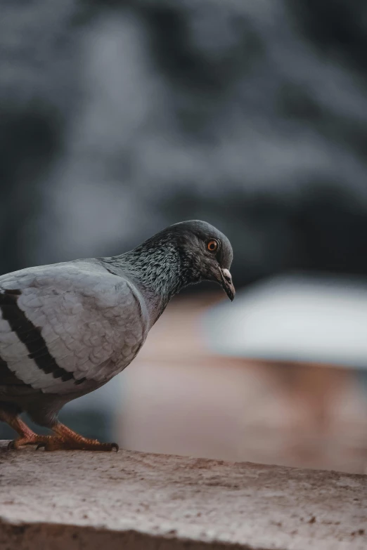 a close up of a pigeon on a ledge, pexels contest winner, 4 k hd wallpapear, grey metal body, dusk setting, shot from cinematic