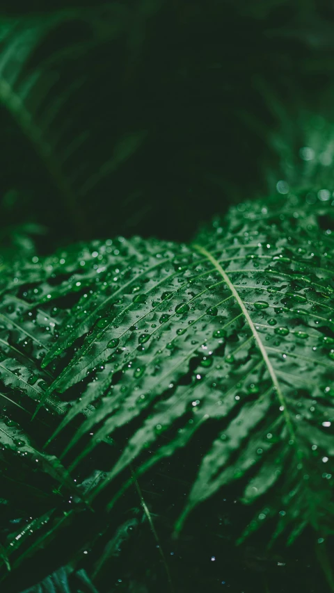 green leaves with water droplets on them, an album cover, inspired by Elsa Bleda, pexels, thumbnail, multiple stories, humid alien jungle, high angle shot